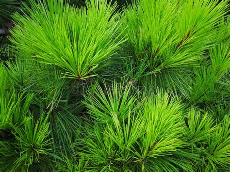 Closeup Of The Pine Tree Leaves Stock Image Image Of Needle Pine