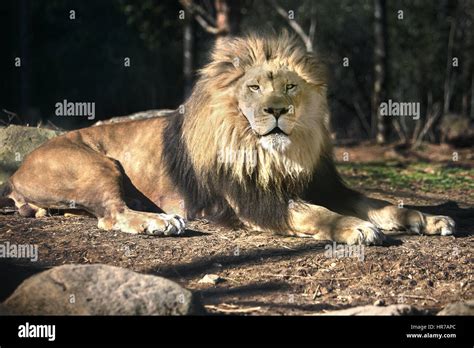 Lion In The Sun Sunbathing Sunny Day Stock Photo Alamy