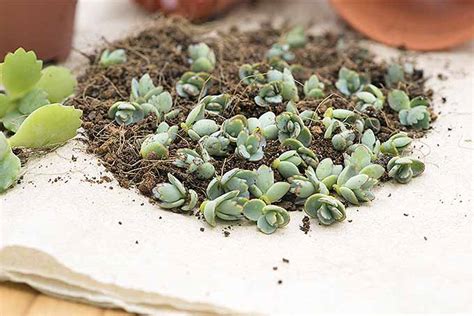 How To Replant Succulent Cuttings Mycoffeepotorg