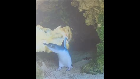 🐧baby Penguinamazing Cuteworld Naturewildlife Youtube