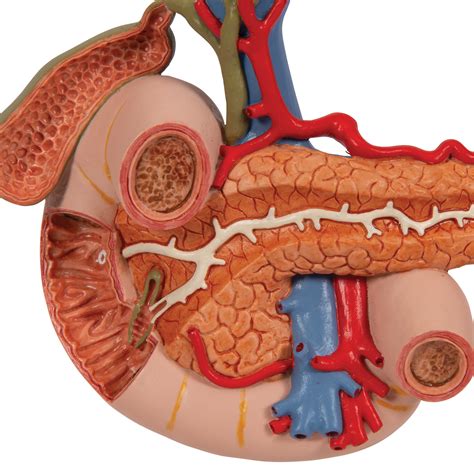 Life Size Model Of Rear Organs Of Upper Abdomen 3b Smart Anatomy