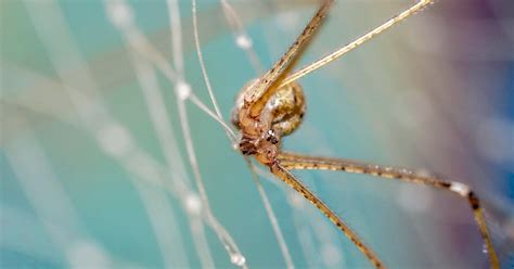 How To Identify And Treat A Brown Recluse Spider Bite