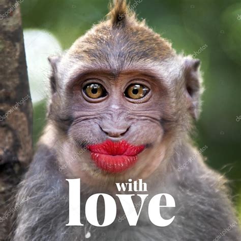 Pin By Bizdno On Funny Monkeys Funny Funny Monkey Pictures Kiss Funny