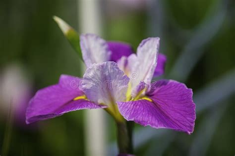 A Lilac Iris Flower Under The Daylight Stock Photo Image Of Backlight