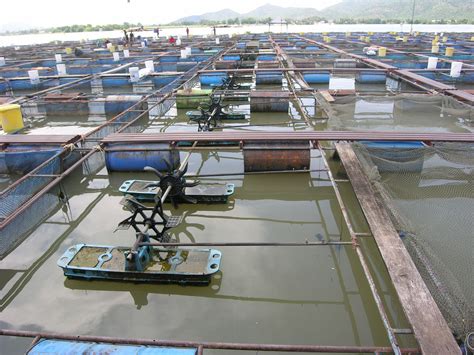 Intensive Cage Culture Of Tilapia In Maeklong River And Use Of