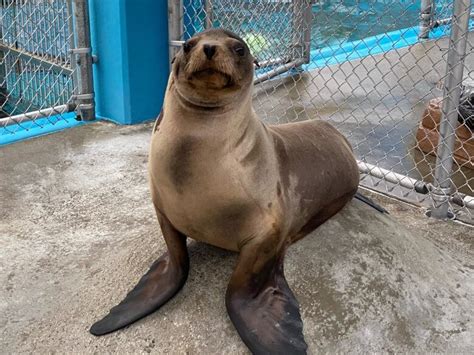 Cronutt The Sea Lions Experimental Brain Surgery Offers Hope For Dying