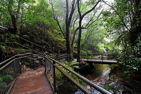 Cool Damp Forest Chilby Photography