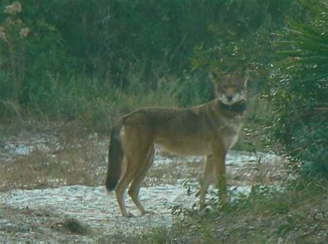 Return Of The Red Wolf Rwssp Of The Month—st Vincent National