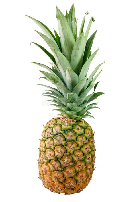 Whole Pineapple Stock Image Image Of Hawaii Organic White 737471