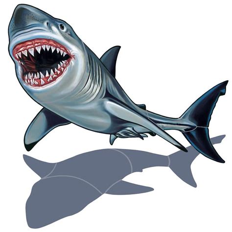 Great White Shark Cartoon Images