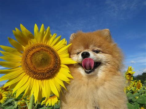 Puppies With Sunflower Stock Photos Pictures And Royalty Free Images