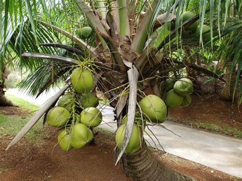 Coconut Gardening Step By Step Guide For Beginners