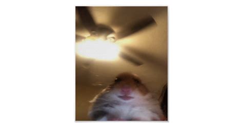 Hamster Staring Meme Poster Zazzle