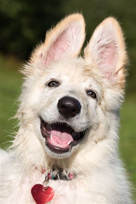 Happy German Shepherd Puppy Furballs Pinterest