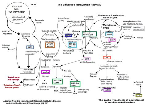 The Methylation Cycle Simplified Inside Out Health And Wellness