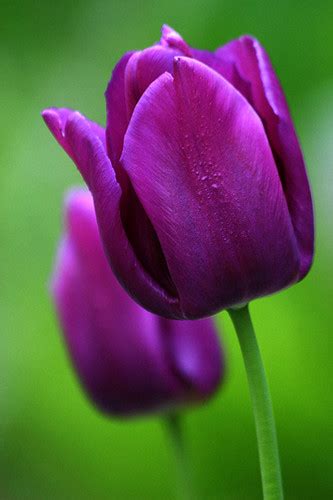 Tulipspurple Flickr Photo Sharing