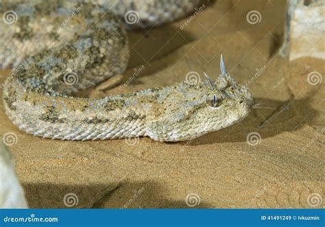 Portrait Of Saharan Horned Viper Cerastes Cerastes Under The Evening