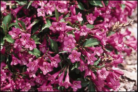 Rumba Weigela Is A Deciduous Shrub With Long Blooming Flowers And