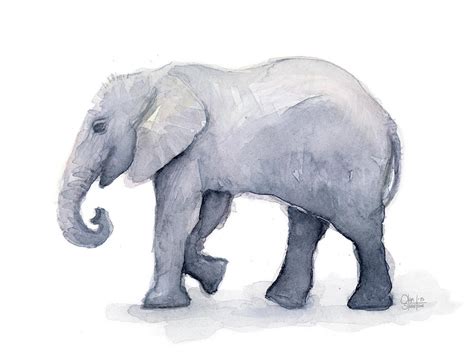 Elephant Watercolor Painting By Olga Shvartsur