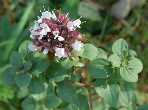 Orégano Plants Flowers