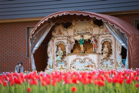 Yūbetsuchō Growing Tulips In Hokkaidō