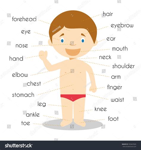Stock Vektor „human Body Parts Vocabulary Vector Illustration Bez