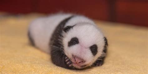 Its A Boy National Zoo Reveals Baby Panda Gender