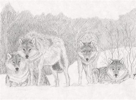 Wolves Drawings Pack Bakaninime