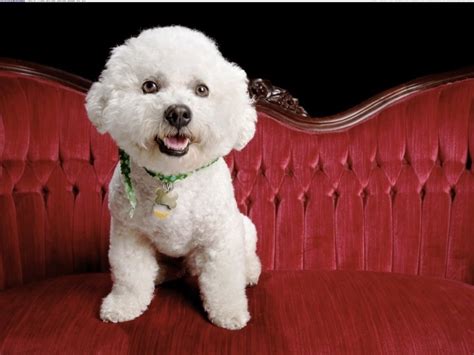 Dog Breed Bichon Frise On A Red Couch Wallpapers And Images