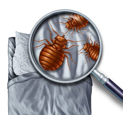 The Most Disgusting House Bugs And How To Get Rid Of Them St Louis