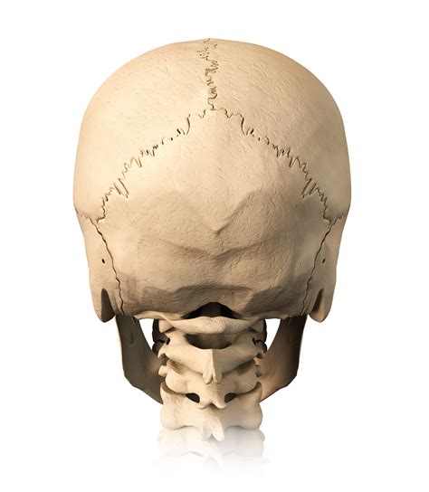 Occipital Neuralgia Occipital Neuralgia Treatment Human Skull