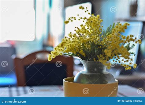 Bouquet Of Yellow Mimosa Flower In Glass Vase At The Table Stock Photo