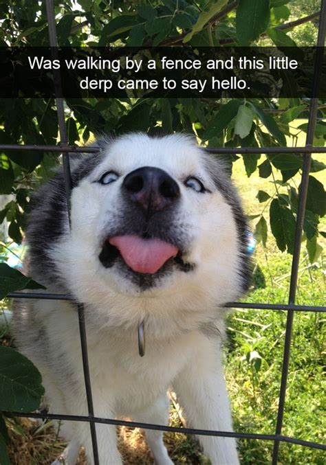 28 Times Huskies Were As Funny As They Are Cute Gallery Ebaums World