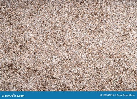 Tall Fescue Grass Seed In Soil Royalty Free Stock Photo Cartoondealer