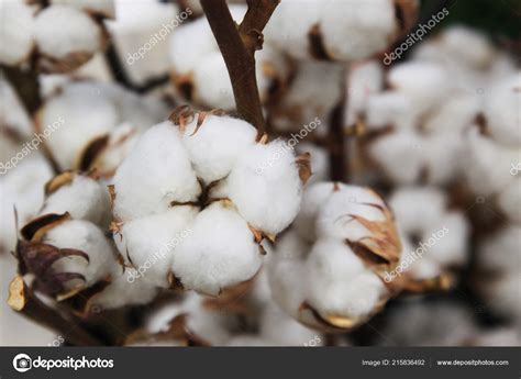 Images: cotton boll plants | Cotton Plant Cotton Boll Branch Cotton Field — Stock Photo © spopov ...