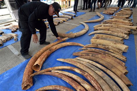 Lao Authorities Investigate Local Groups Involved In Illegal Ivory Trade