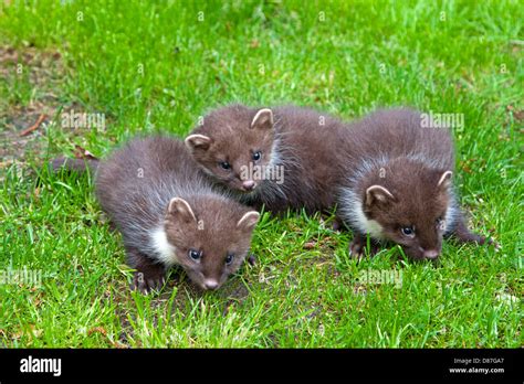 Pine Marten Kits Playing On Hi Res Stock Photography And Images Alamy