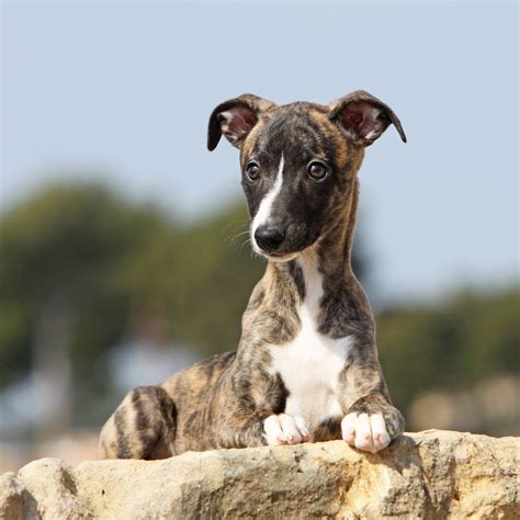 Whippet Dog Breed Information And Characteristics Daily Paws