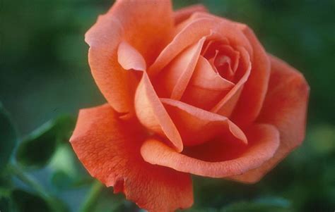 Rosa Tropicana Is A Beautiful Hybrid Tea Rose That Has Clear Coral