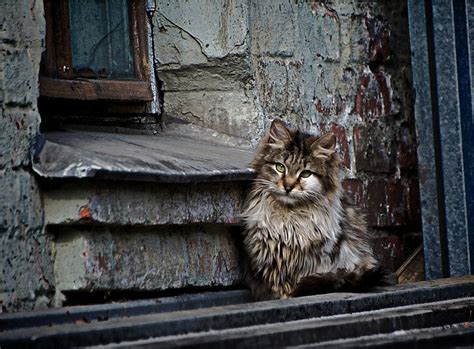 Мой двор By Serge Adamovich Gorgeous Cats Animals Beautiful