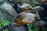 12 Piranha Facts to Sink Your Teeth Into