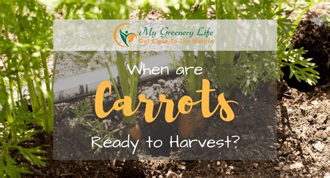 Most carrots are ready to harvest when the shoulders are 1/2 to 3/4 inch in diameter, but again, there is much variation depending on the variety. When are Carrots Ready to Harvest? | My Greenery Life