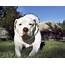 American Bulldog  Dog Breed Information Health Appearance