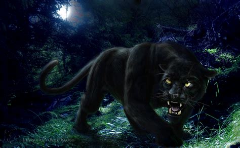 🔥 Download Black Panther Hd Wallpaper Wild Animal By Vanessas Black