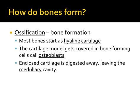 Ppt Functions Of Bones Powerpoint Presentation Free Download Id