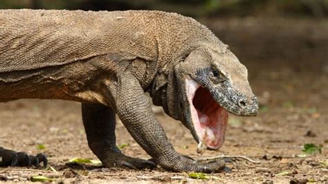 por qué el dragón de komodo puede ser clave para combatir las superbacterias infobae