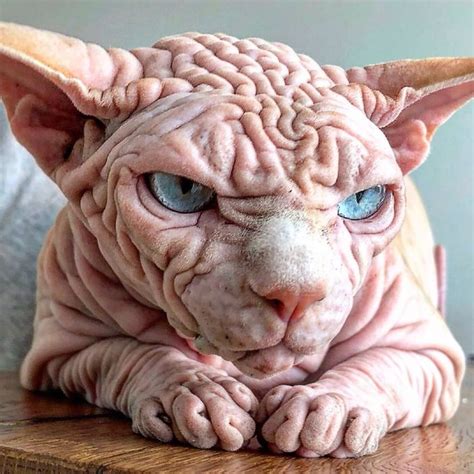 Check Out These Devious Looking Hairless Wrinkly Cats Demotix