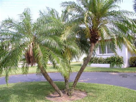 Plantfiles Pictures Pygmy Date Palm Robellini Palm Phoenix