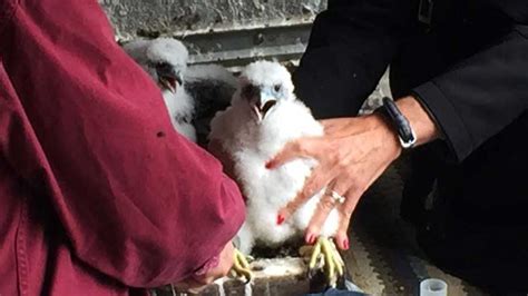 Uc Santa Cruz Researchers Check Out Peregrine Falcon Chicks