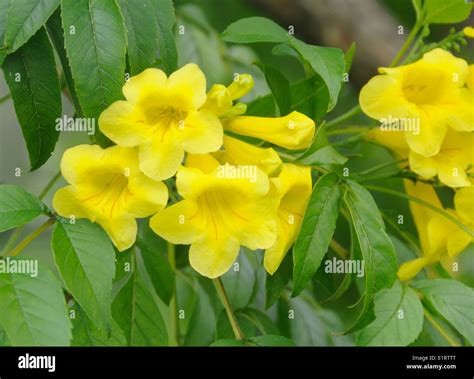 Yellow Flowers In A City Park San Jose Costa Rica 29nov13 Stock